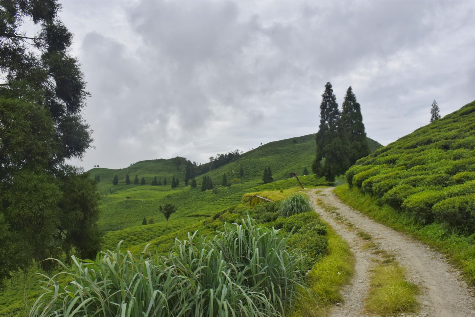 Teesta Valley Tea Garden