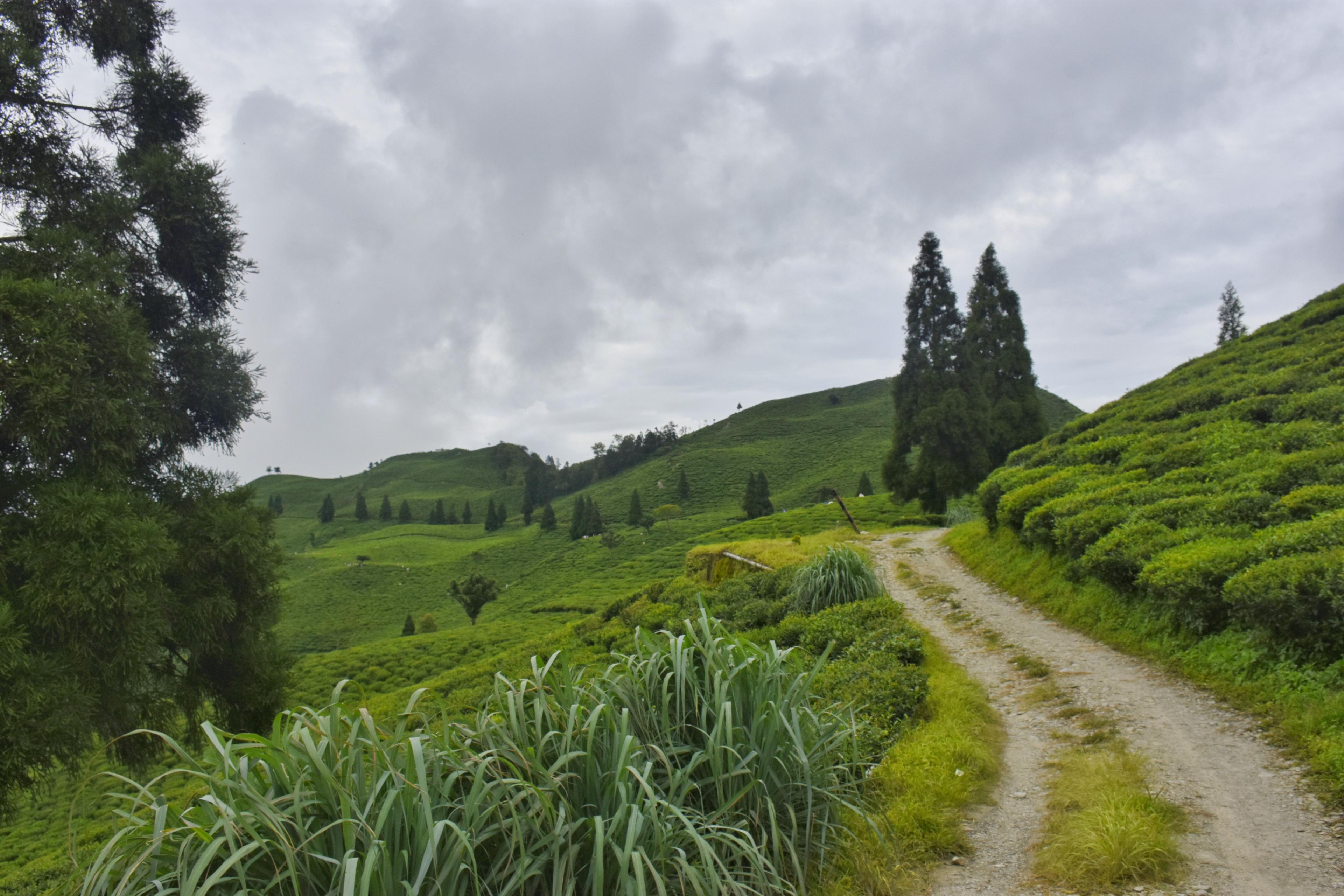 Teesta Valley Tea Garden